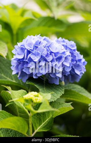 A blue mophead bigleaf hydrangea (Hydrangea macrophylla) growing on a shrub. Stock Photo