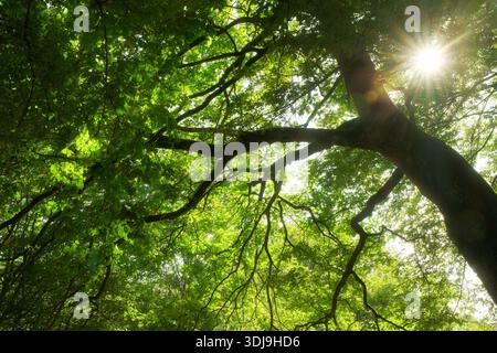 The branches of a green majestic oak tree in summer. Worms-eye view nature scenery with lush greenery and beautiful sun burst. Stock Photo