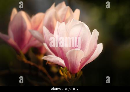 Magnolia blossoms in soft warm light with dark natural bokeh background. A botanical spring photo with the flowers standing out. Stock Photo