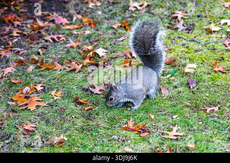 Gray squirrel walking on green grass with fallen autumn leaves, wild animal in natural park environment, alert wildlife scene. Stock Photo