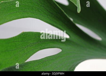 Macro close-up of a Swiss Cheese Plant leaf (Monstera deliciosa), nature of Brasil. Stock Photo