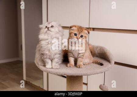A silver fluffy Scottish Fold kitten and a ginger tabby Scottish Fold kitten sitting side by side on a beige scratching post tower indoors. Stock Photo