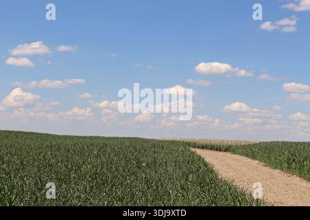 Large-scale corn plantation with young maize plants reaching 50cm in height, Rio Grande do Sul, Brasil.The image captures the young plants Stock Photo