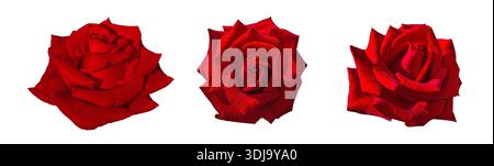 Set of Beautiful Red Rose flowers, red buds set. Design elements collection isolated on white background with clipping path. Floral design element for Stock Photo