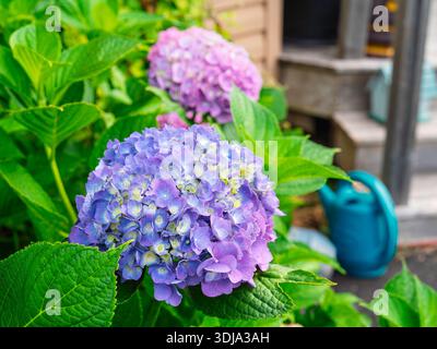Flowering hydrangeas in the summer garden. Stock Photo