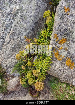 Small plant growing between two large rocks covered with moss and lichen, resilient life in a rugged natural setting. Stock Photo