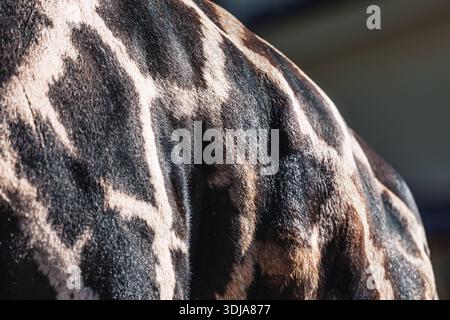 Giraffe rich brown patches revealing the texture and sheen of its fur. Unique coloration and shape are characteristic of the Masai giraffe species Stock Photo
