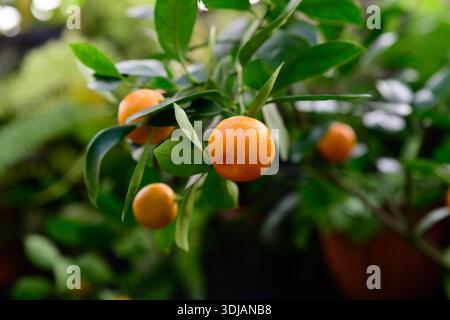 Small orange calamondin fruits growing on citrus branches. Citrofortunella hybrid combining mandarin and kumquat in lush green foliage. Stock Photo