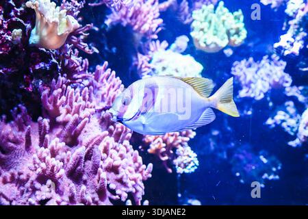 Side view of double barred rabbitfish in marine aquarium showing smooth ...