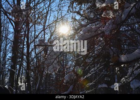 Winter Sun Glimmering Through Snow-Covered Pine Branches Stock Photo