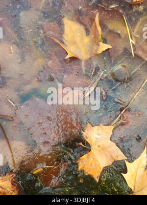 Fallen Plane Tree Leaves Trapped Under Thin Ice in a Winter Puddle Stock Photo
