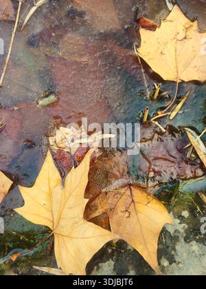 Plane Tree Leaves Frozen in Thin Ice on a Winter Puddle Surface Stock Photo
