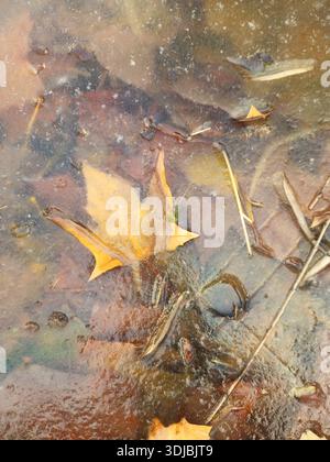 Plane Tree Leaves Trapped Under Thin Ice in a Winter Puddle Stock Photo