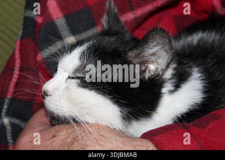 A cat rests peacefully in the hands of a person wrapped in a red blanket. The person provides a warm and safe space for the cat to sleep during the ev Stock Photo