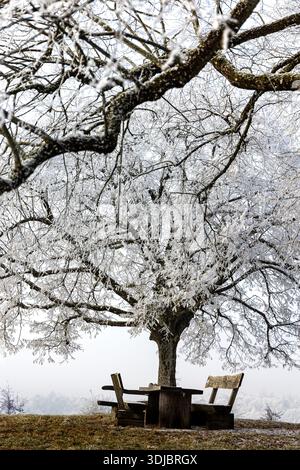 A picnic place with wooden bench and table under big tree with hoarfrost branches in winter landscape Stock Photo