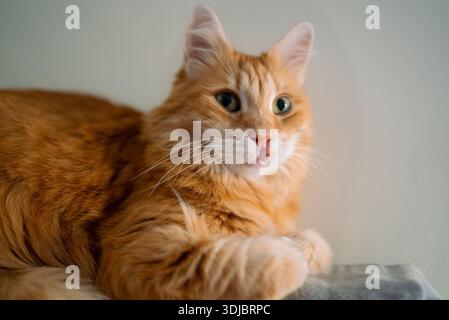 Ginger cat resting, showing feline eosinophilic granuloma lesions on its face, representing a common skin allergy or chronic inflammatory condition requiring veterinary care Stock Photo