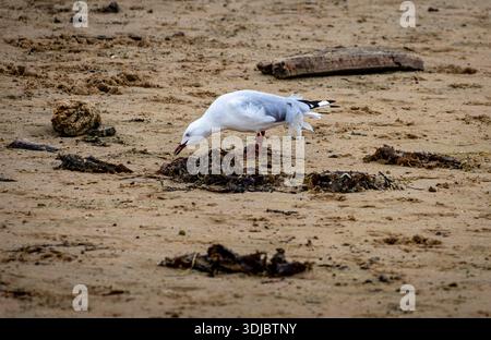 Seagull standing alone on sandy shoreline near seaweed in New South Wales, Australia. Stock Photo