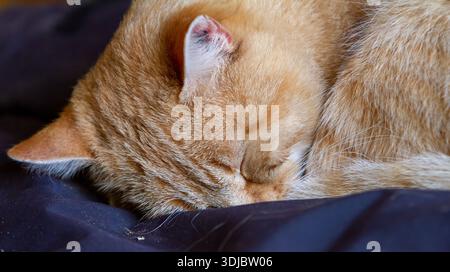 Orange Tabby Cat Resting on the Floor of a Rustic Barn Stable Stock Photo