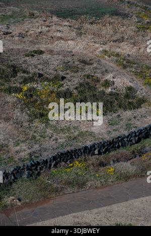 Dry stone wall crossing a grassland field with wild plants and natural ground textures under daylight. Stock Photo