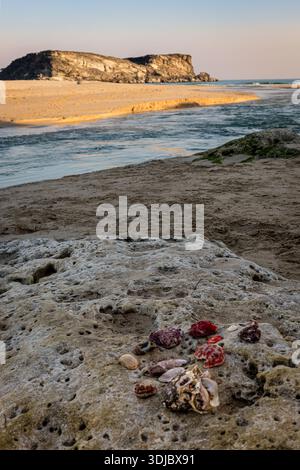 Collected seashells rest on an ancient, eroded rock in the foreground, with a sandy beach and ocean inlet leading to distant cliffs under a clear sky. Stock Photo