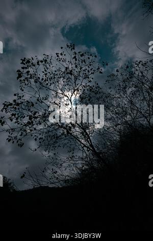 A dramatic low-angle shot captures the silhouette of a tree with sparse leaves against a moody, cloudy sky, partially illuminated by hidden light, pos Stock Photo