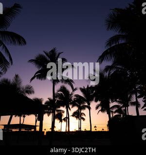 A stunning tropical sunset from Oman Hawana Salalah, featuring silhouettes of numerous palm trees and a gradient sky transitioning from deep purple to Stock Photo