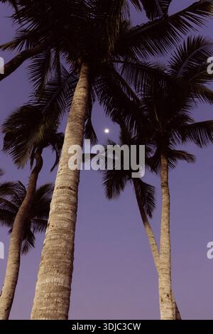 An upward view of tall palm trees silhouetted against a vibrant purple and blue twilight sky in Oman Hawana Salalah. A bright moon shines centrally, c Stock Photo