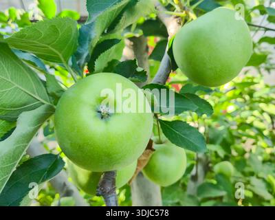 Ripe green apples on a tree in a garden. Apple tree. Stock Photo