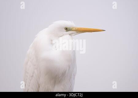 Great White Egret, Ardea alba, Hungary Stock Photo