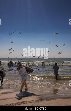 A vibrant, sunny scene capturing traditional Omani fishermen on a beach, working collectively to haul a fishing net from the sea, surrounded by a larg Stock Photo