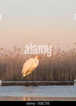 Great White Egret, Ardea alba, Hungary Stock Photo