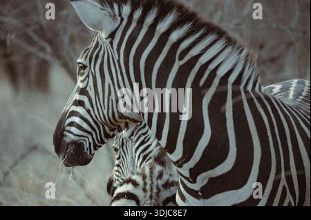 Zebras standing together in profile in the wild, showing their stripes Stock Photo