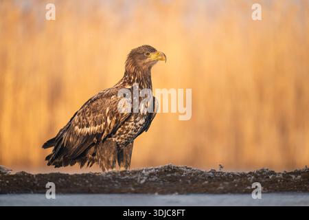 White-tailed Eagle, Haliaeetus albicilla, juvenile, Hungary Stock Photo