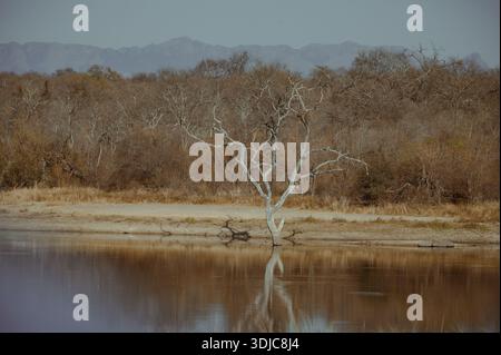 View of a dry tree reflecting on a river shore with mountains Stock Photo