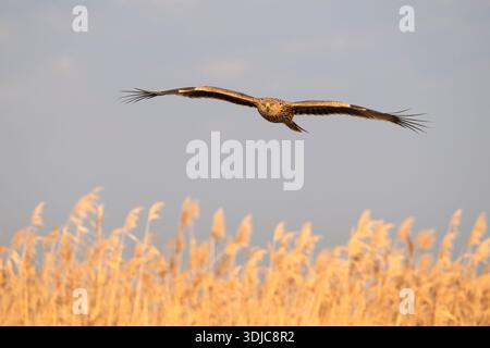 White-tailed Eagle, Haliaeetus albicilla, juvenile in flight, Hungary Stock Photo
