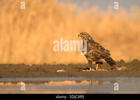 Common Buzzard, Buteo buteo, Hungary Stock Photo