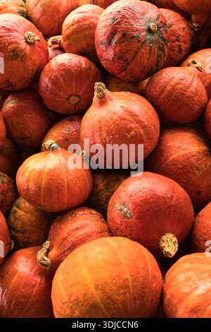 A close-up, top-down view of a large pile of vibrant orange Kuri pumpkins, also known as Hokkaido pumpkins. The image captures their natural colors, v Stock Photo