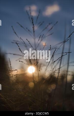 A close-up, low-angle shot of silhouetted blades of grass and wildflowers against a soft pastel sky during sunset or sunrise. The sun creates a bright Stock Photo