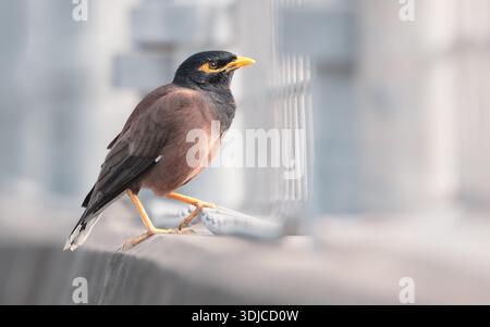 Close-up side view of a wild common myna (Acridotheres tristis) perched on a wall in an urban setting, Australia Stock Photo