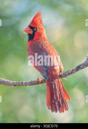 Close-up of a wild male northern cardinal (Cardinalis cardinalis) perched on a branch, Florida, USA Stock Photo