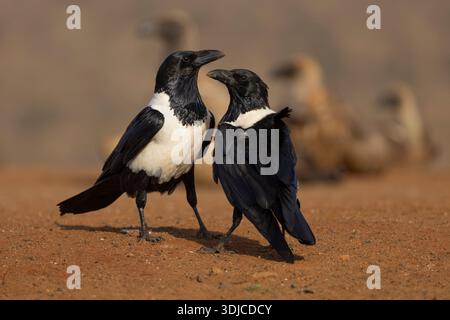 Pied crows (Corvus albus), Zimanga private game reserve, KwaZulu-Natal, South Africa, Stock Photo