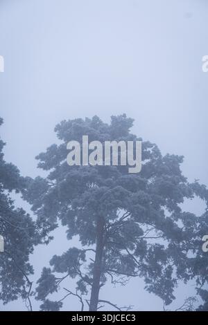 A tall pine tree covered with frost rises into dense winter fog under a pale sky. Stock Photo