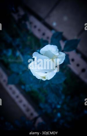 White rose bloom in moody dark garden background, soft focus and dramatic lighting, top view floral fine art Stock Photo