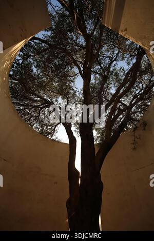 Majestic tree framed by a circular concrete structure, its intricate branches reaching toward the sky at golden hour. Artistic urban nature shot. Stock Photo