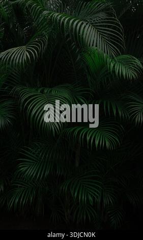 Textured pine leaf contrast in dark background on vertical position showing beautiful layer of leaves Stock Photo