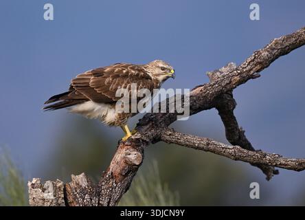 Common Buzzard perched on weathered branch against blue sky Stock Photo