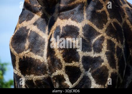 Giraffe skin texture Stock Photo