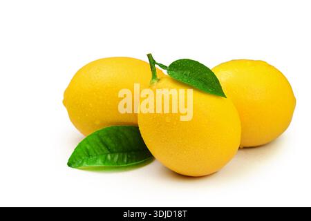 Three lemons with a green leaf on top. The oranges are ripe and ready to eat. The leaf on top of the oranges adds a touch of freshness and color to th Stock Photo