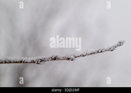 A branch covered in snow. The snow is covering the branch and the ground. The branch is bent and has a frosty appearance Stock Photo