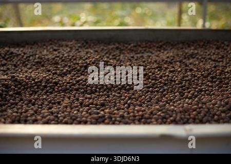 Raw coffee beans, coffee drying process on shelf natural sunlight plantation at factory community north of Chiang Rai Thailand,selective focus Stock Photo